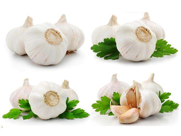 Garlic