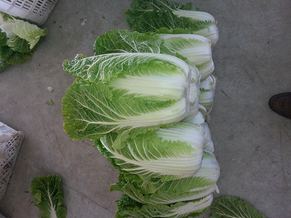 Chinese cabbage